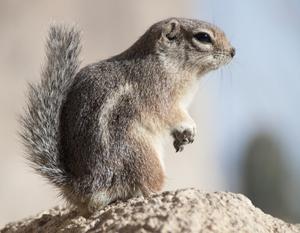 Ground Squirrel